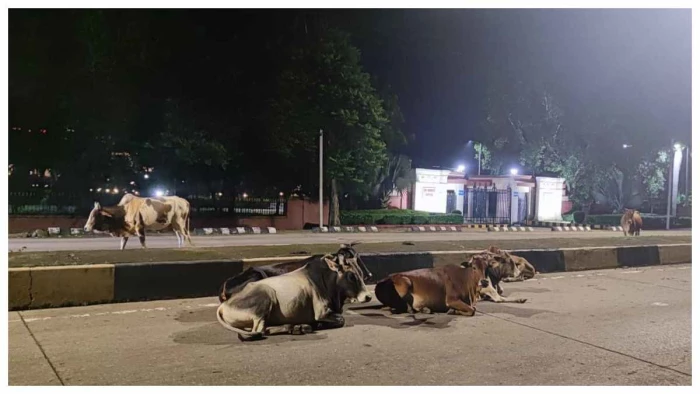 हाई कोर्ट के सामने मवेशियों का डेरा, सड़क सुरक्षा पर बड़ा सवाल